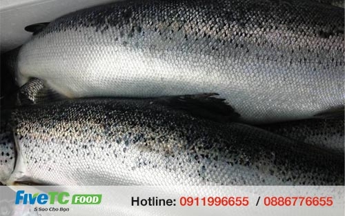 Whole Salmon